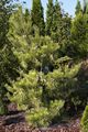 Pinus densiflora Aurea-1 Sosna gęstokwiatowa